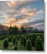Christmas Tree Farm Sunset Metal Print