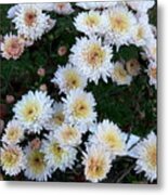 Chrysanthemum 23 Metal Print