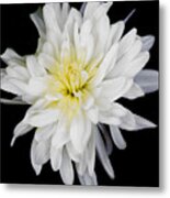 Chrysanthemum Bloom Metal Print