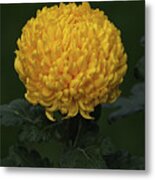 Chrysanthemum 'derek Bircumshaw' Metal Print