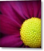 Chrysanthemum Metal Print