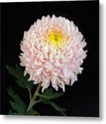 Chrysanthemum 'otome Pink' Metal Print