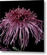 Chrysanthemum 'seaton's Galaxy' Metal Print