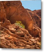 Chucka Walla And Desert Blooms Valley Of Fire Metal Print
