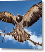 Cleared For Landing Metal Print