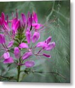 Cleome Metal Print