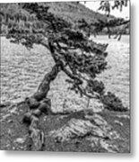 Cliff Side Pine Metal Print