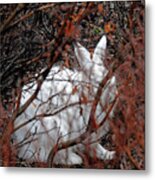 Climate-change-hindered Hiding Hare Metal Print