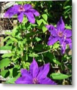 Climbing Clematis Metal Print