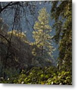 Clinging To The Canyon Metal Print
