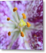 Close Up Flower Metal Print