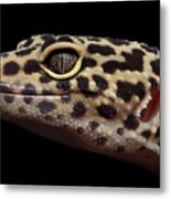 Close-up Leopard Gecko Eublepharis Macularius Isolated On Black Background Metal Print