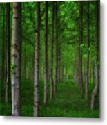 Close Up Of A Forest Of Agricultural Trees Metal Print