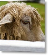 Close-up Of Leicester Longwool Metal Print