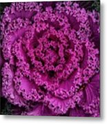 Close Up Ornamental Cabbage Metal Print