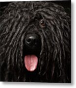 Close Up Portrait Of Puli Dog Isolated On Black Metal Print