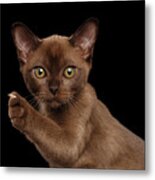 Closeup Burmese Kitten Showing Claw On Raised Paw, Black Isolated Metal Print