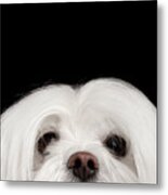 Closeup Nosey White Maltese Dog Looking In Camera Isolated On Black Background Metal Print