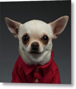 Closeup Portrait Chihuahua Dog In Stylish Clothes. Gray Background Metal Print