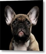 Closeup Portrait French Bulldog Puppy, Cute Looking In Camera Metal Print