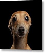 Closeup Portrait Italian Greyhound Dog Looking In Camera Isolated Black Metal Print