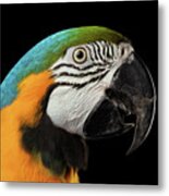 Closeup Portrait Of A Blue And Yellow Macaw Parrot Face Isolated On Black Background Metal Print