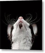 Closeup Portrait Of Cornish Rex Looking Up Isolated On Black Metal Print