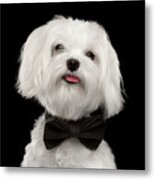 Closeup Portrait Of Happy White Maltese Dog With Bow Looking In Camera Isolated On Black Background Metal Print