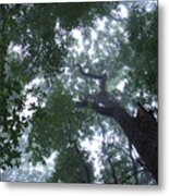 Cloud Forest Canopy Metal Print