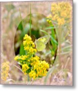 Clouded Sulphur Butterfly Sipping Nectar Metal Print