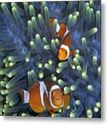 Clown Anemonefish Metal Print