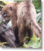 Coatimundi Metal Print