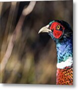 Cock Pheasant In Fall Metal Print