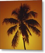 Coconut Palm Tree Sunset Metal Print