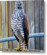 Collared Sparrowhawk Metal Print