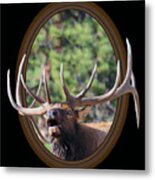 Colorado Bull Elk Metal Print