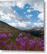 Colorado Fireweed And Sky Landscape Metal Print