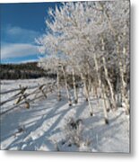 Colorado Snow Covered Aspen Landscape Metal Print