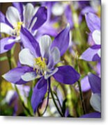 Colorado State Flower Blue Columbines Metal Print