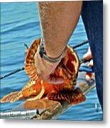 Colorful Catch Metal Print
