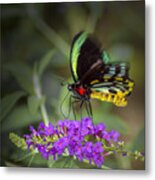 Colorful Northern Butterfly Metal Print