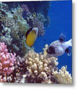 Colorful Red Sea Fish And Corals Metal Print