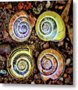 Colorful Snail Shells Still Life Metal Print