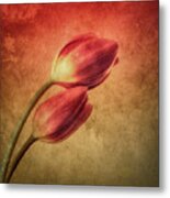 Colorful Tulips Textured Metal Print