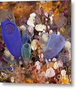 Colorful Tunicates Metal Print