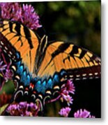 Colors Of Nature - Swallowtail Butterfly 004 Metal Print