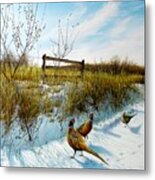 Colors Of Winter - Pheasants Metal Print