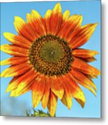 Colourful Sunflower Metal Print