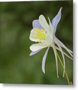 Columbine Basking In The  Glow Metal Print