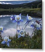 Columbine Blooms In The Rocky Mountains Metal Print